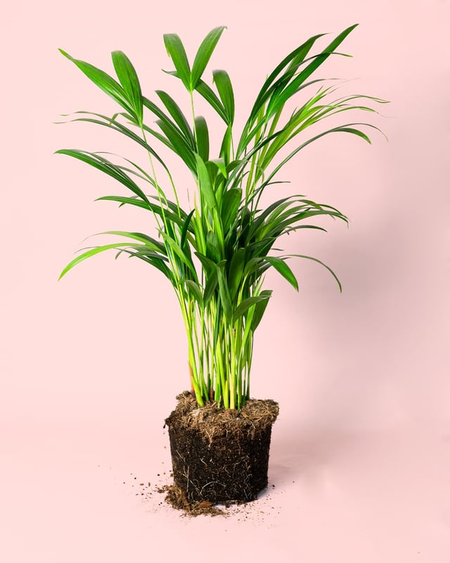 Palma Areca | Natural de Interior y Exterior | Pur Plant