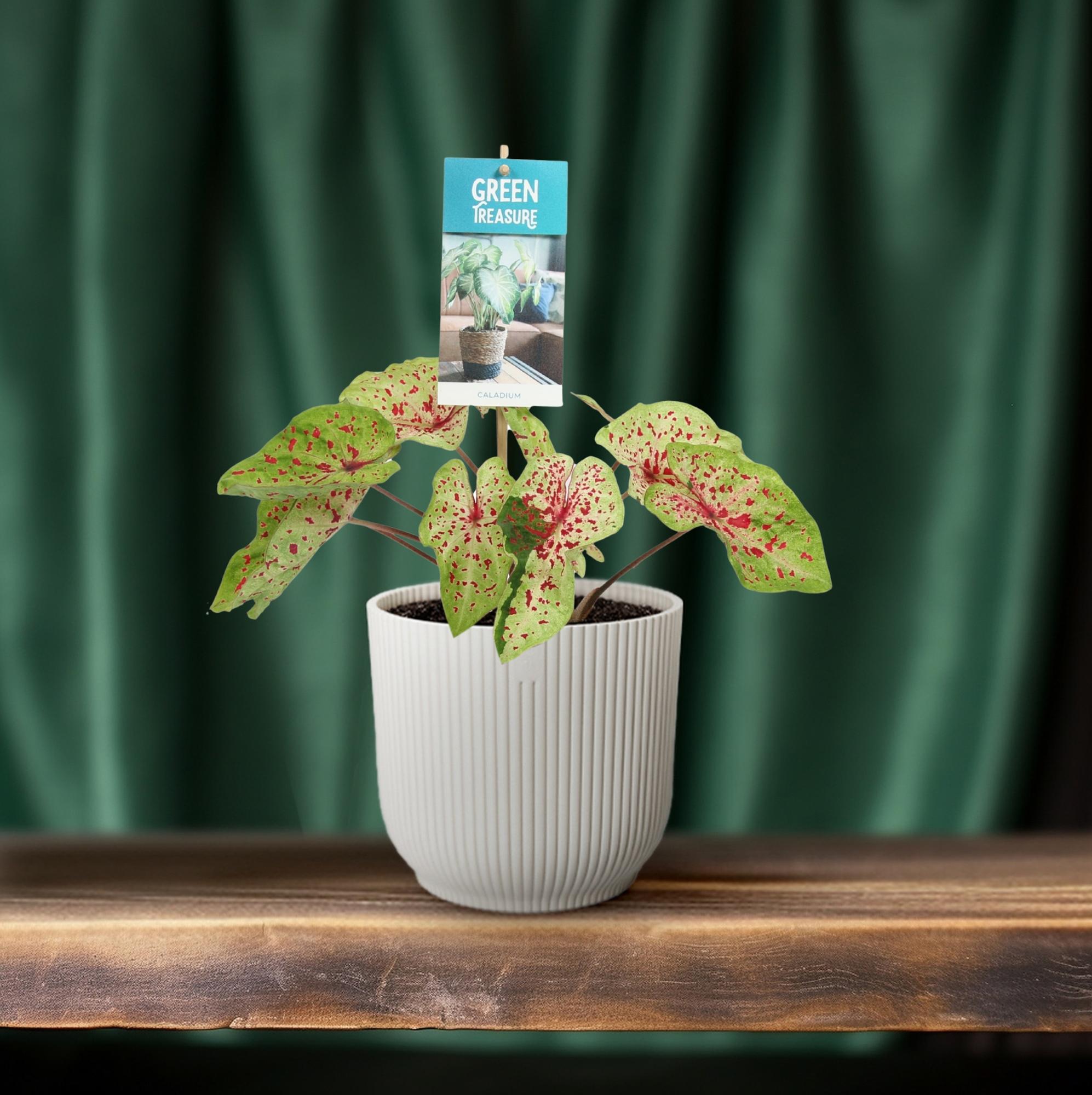 Caladium Miss Muffet - Pianta da interno con fogliame variegato Ø12cm ↕25cm – MOSELOTA Green - 5