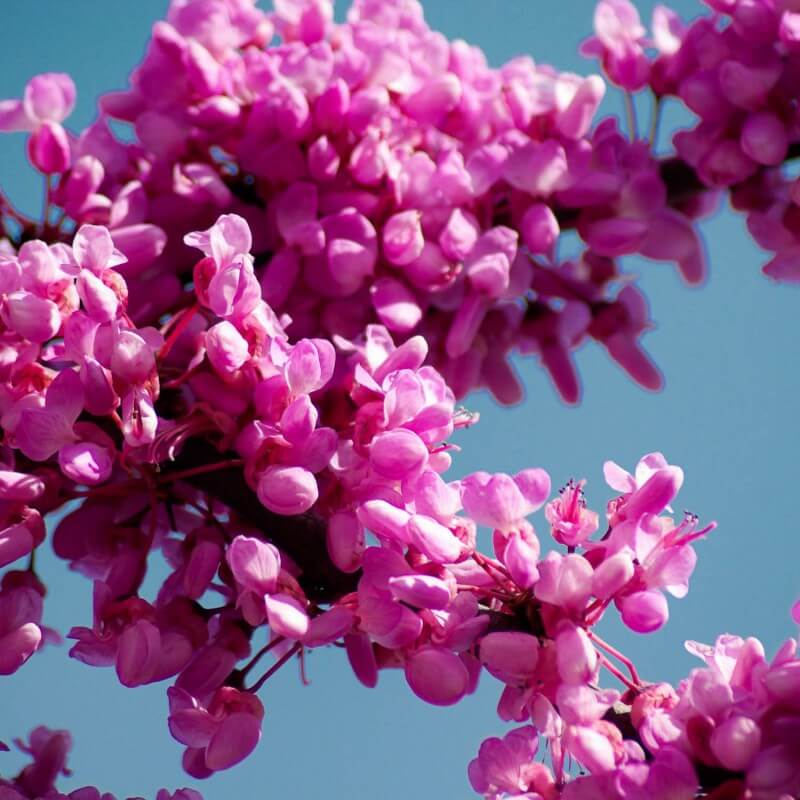 Arbre de judée (Cercis silliquastrum) - Godet - Taille 10/15cm - Pépinières Naudet - 4