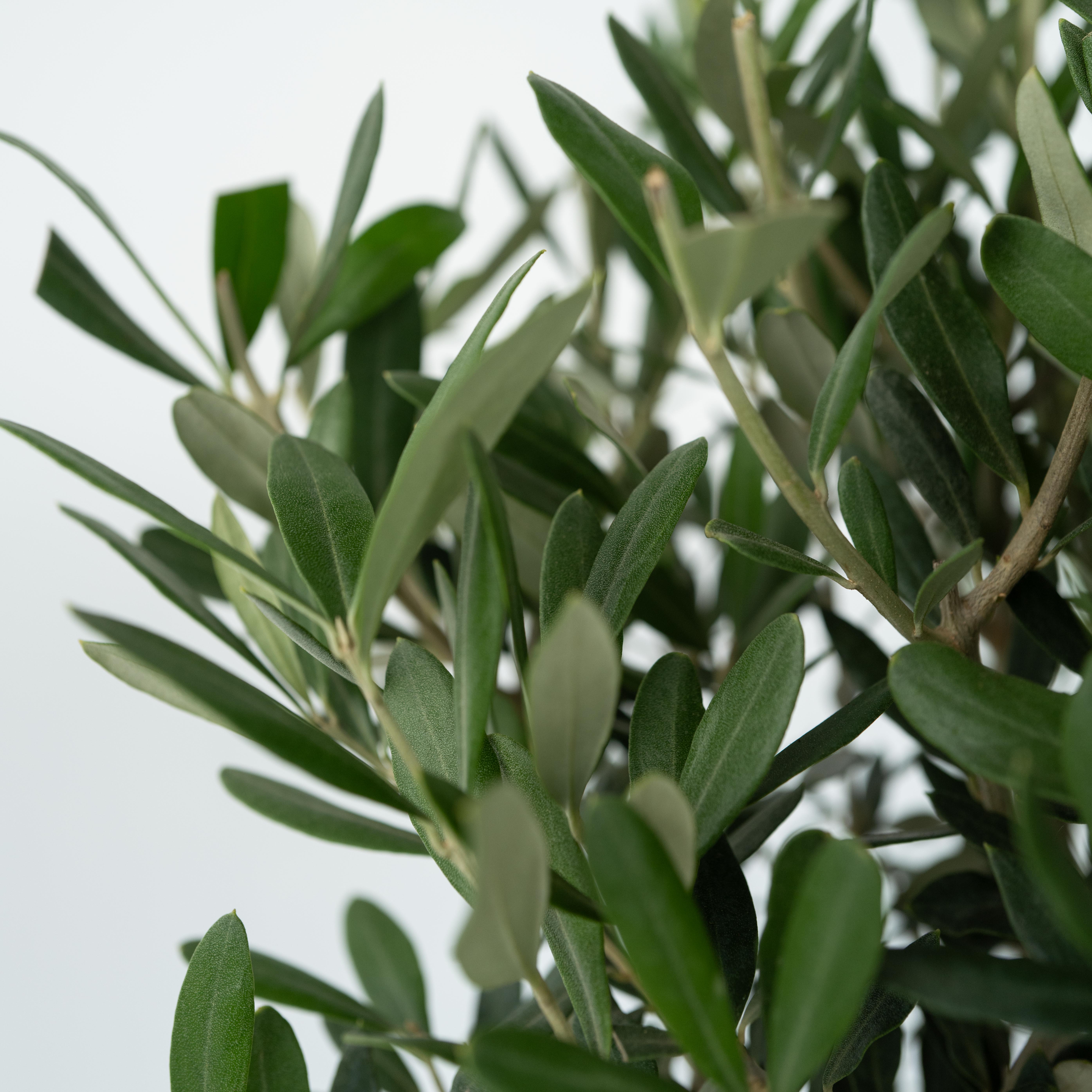 Olivier - Olea europaea - Hauteur 60-70cm - ⌀17cm - 4