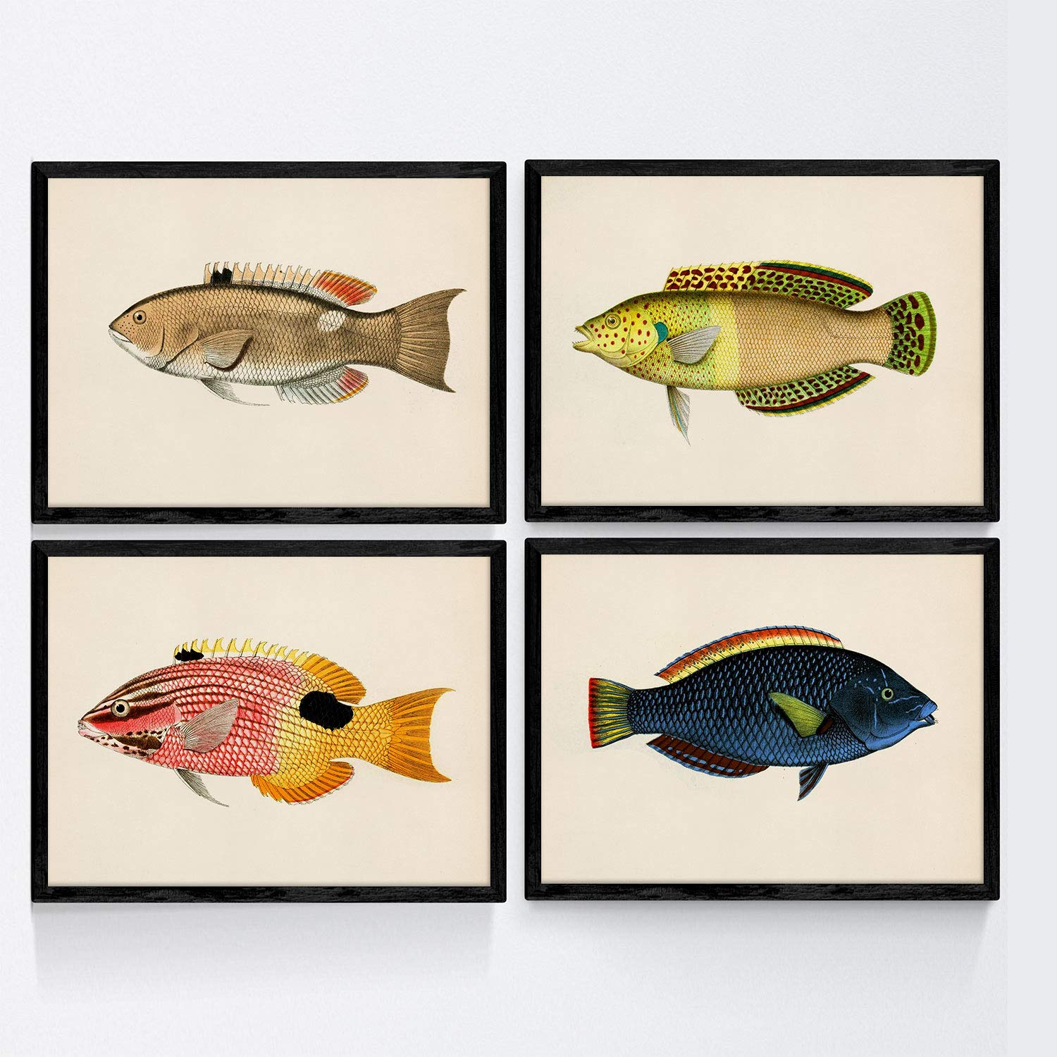 Set de 4 láminas con pez colorido efecto vintage tono azul amarillo verde. composicion de 4 peces diferentes en , fondo papel antiguo sin marco - a4