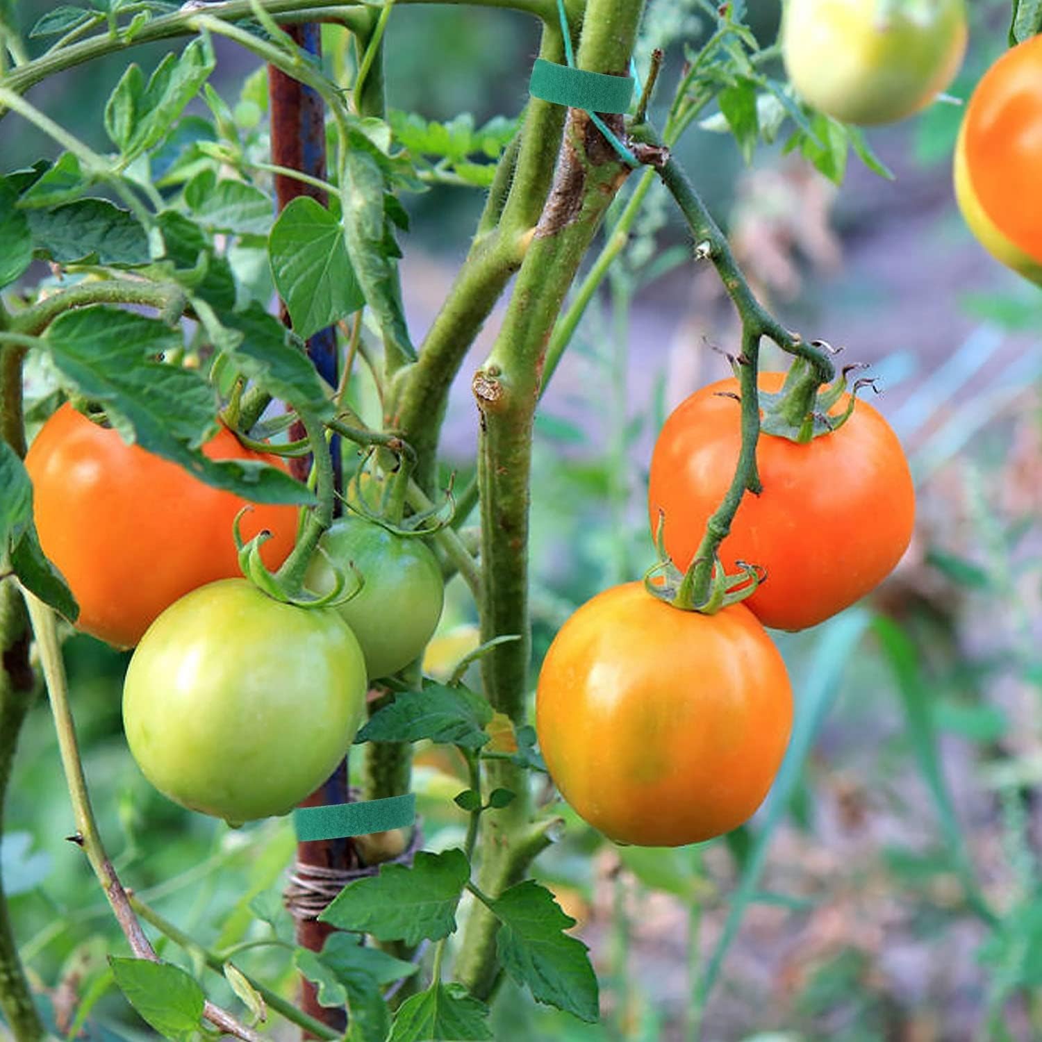 Un rouleau de liens végétaux réglables (5 m x 10 mm), solides et réutilisables, parfaits pour fixer les tomates et les plantes grimpantes. - 2