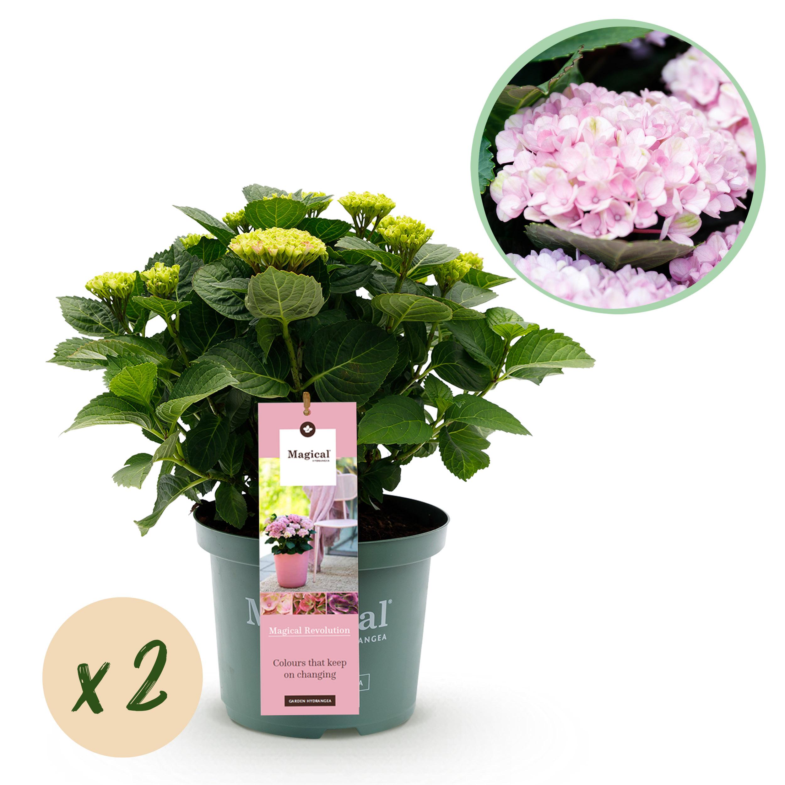 Green boutiQ Hortensja Hydrangea Magical Revolution Pink – 2 rośliny – Doniczka 23 cm – 55 cm