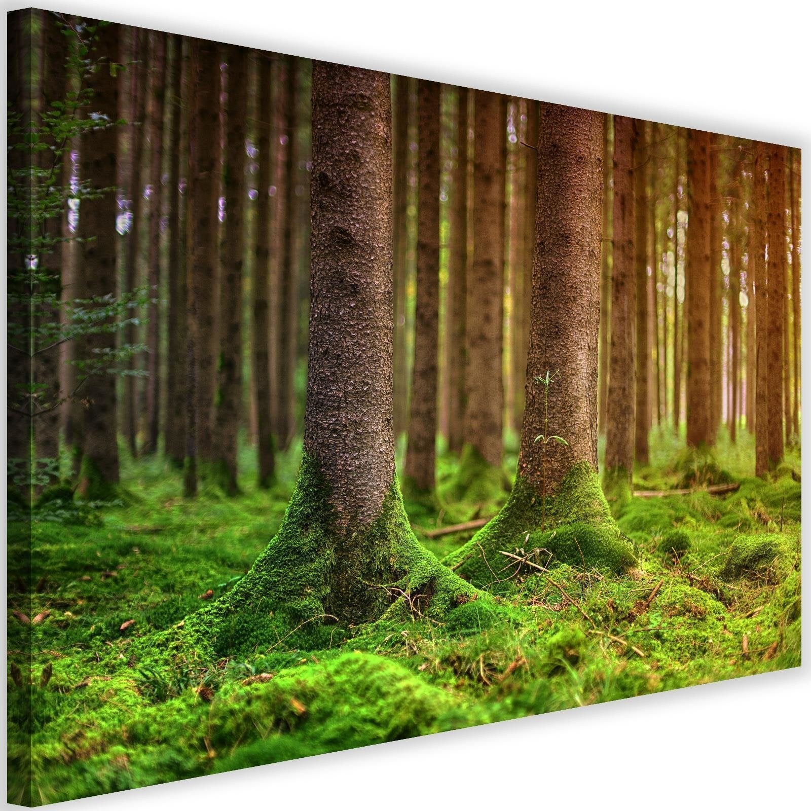 Obraz na płótnie, Las drzewa mech natura 60x40