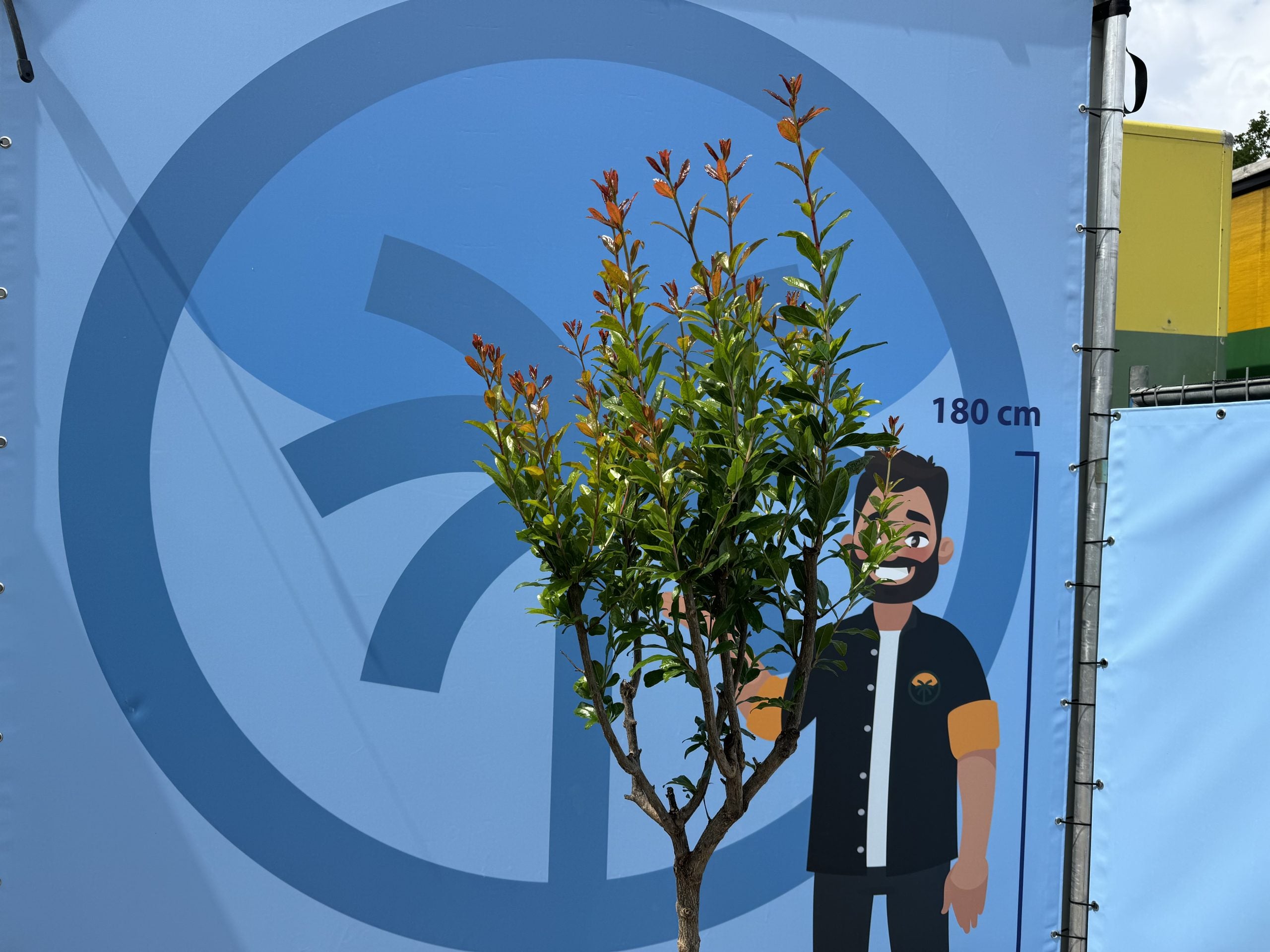Sunny Tree – Grenadier – Résistant au froid – Arbre fruitier – Punica Granatum – Hauteur 160 cm – Qualité A+ - 8