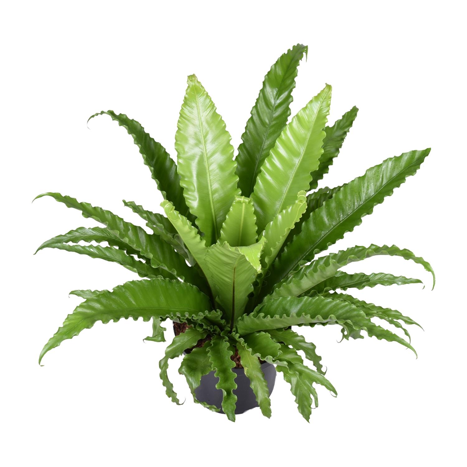 Asplenium Antiquum Osaka Paproć Spleenwort - Roślina doniczkowa Ø23cm - Wysokość 60cm
