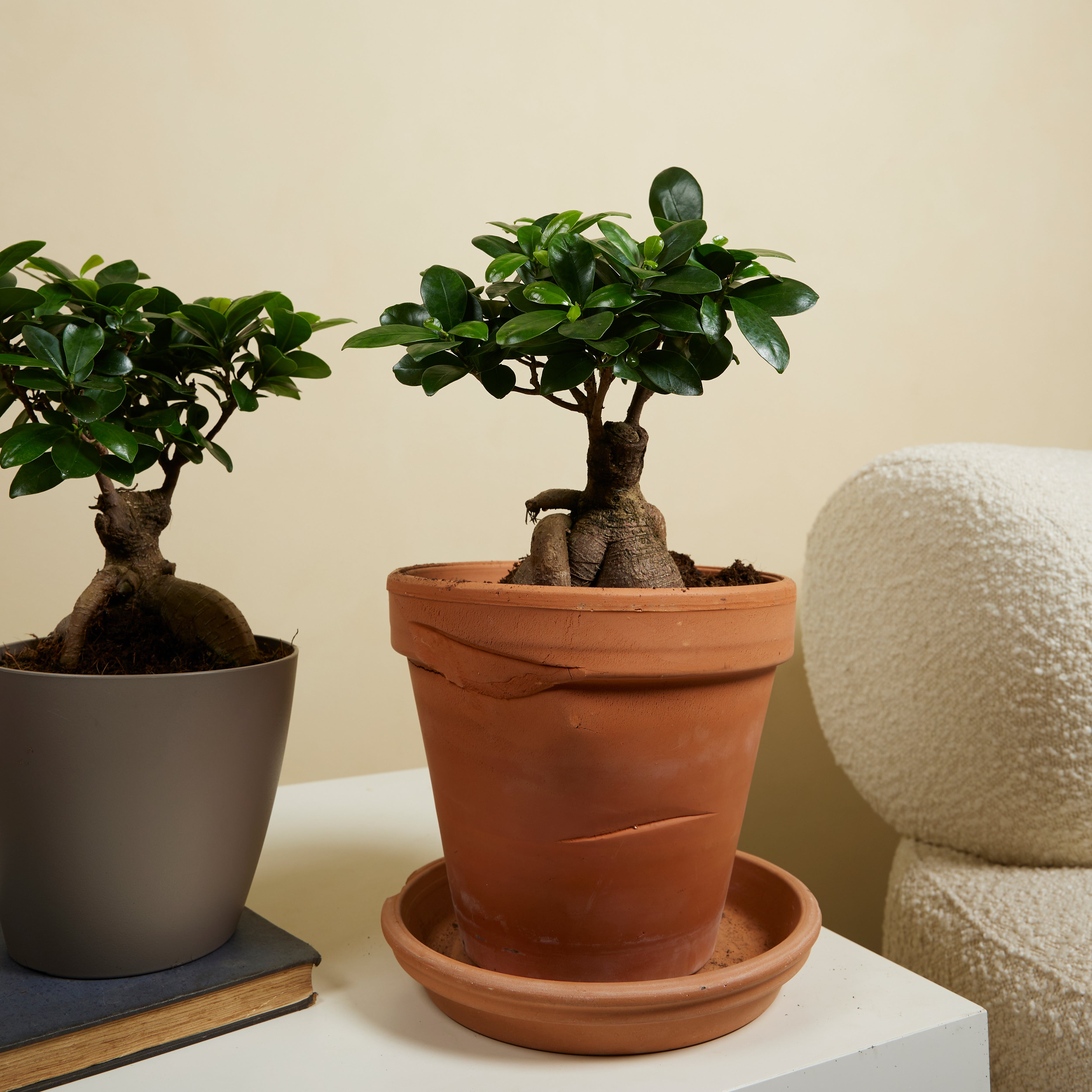 Lot de 2 - Ficus Ginseng - Bonsaï - Plantes d'intérieur - Purifiant l'air - H. 30-40 cm - P. 17cm - 3