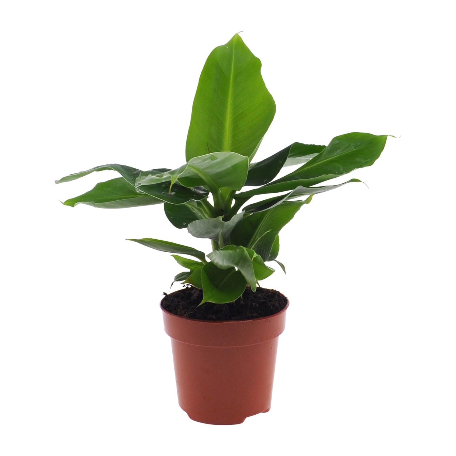 Musa Oriental Dwarf - Tropikalny bananowiec doniczkowy - Ø12cm - Wysokość 25cm