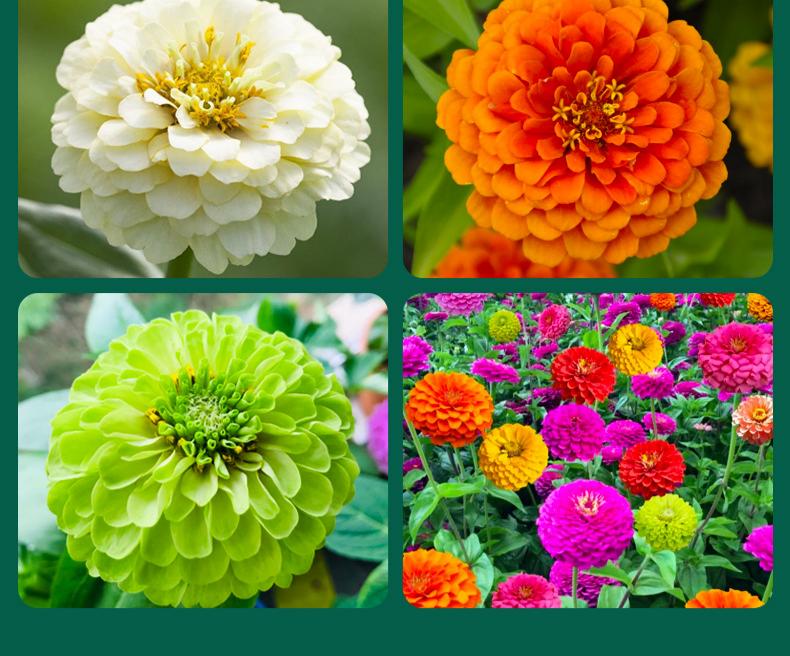1000 graines de zinnia,graines de fleurs,floraison en pot,taux de germination élevé,idéal pour la culture en intérieur et au jardin(rouge)-SIENTICE - 3