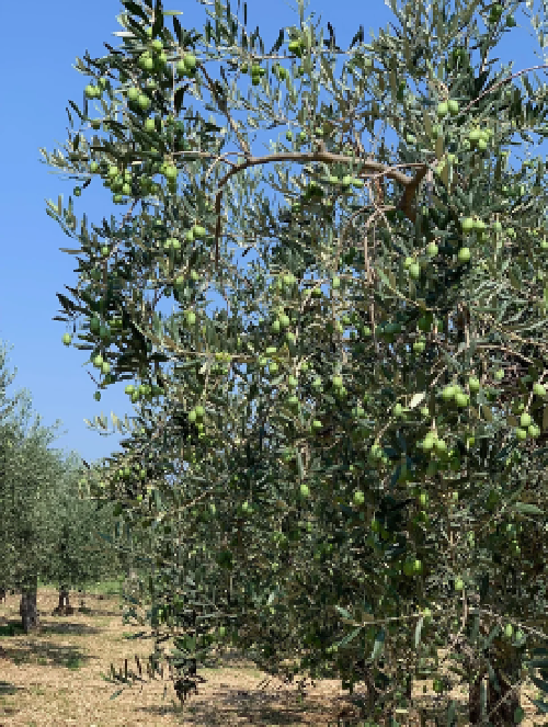 Pianta Di Ulivo Leccino - H 170 Cm, Variet&agrave; Da Olio, Origine Toscana