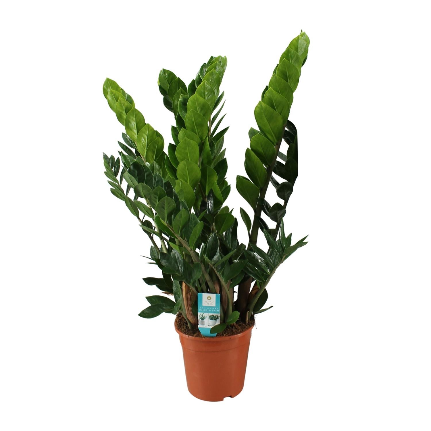 Zamioculcas Zamiifolia - Roślina doniczkowa odporna - Błyszczące zielone liście - Doniczka Ø21 cm - Wysokość 80 cm
