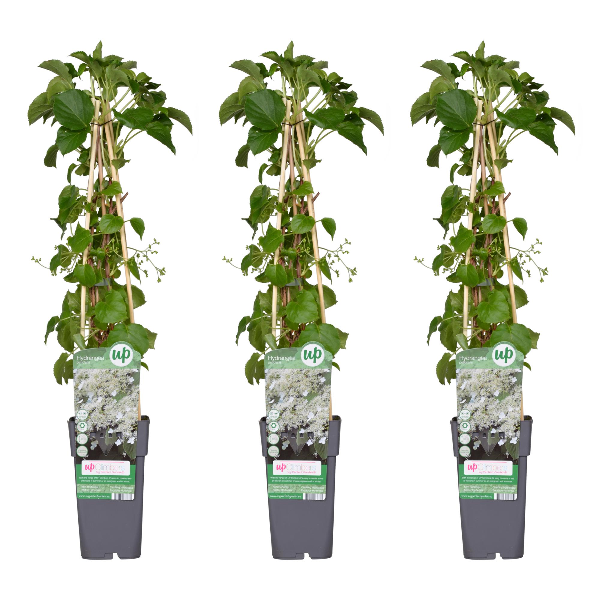 3x Hydrangea petiolaris - Hortensja pnąca - 65 cm - Doniczka Ø15 cm