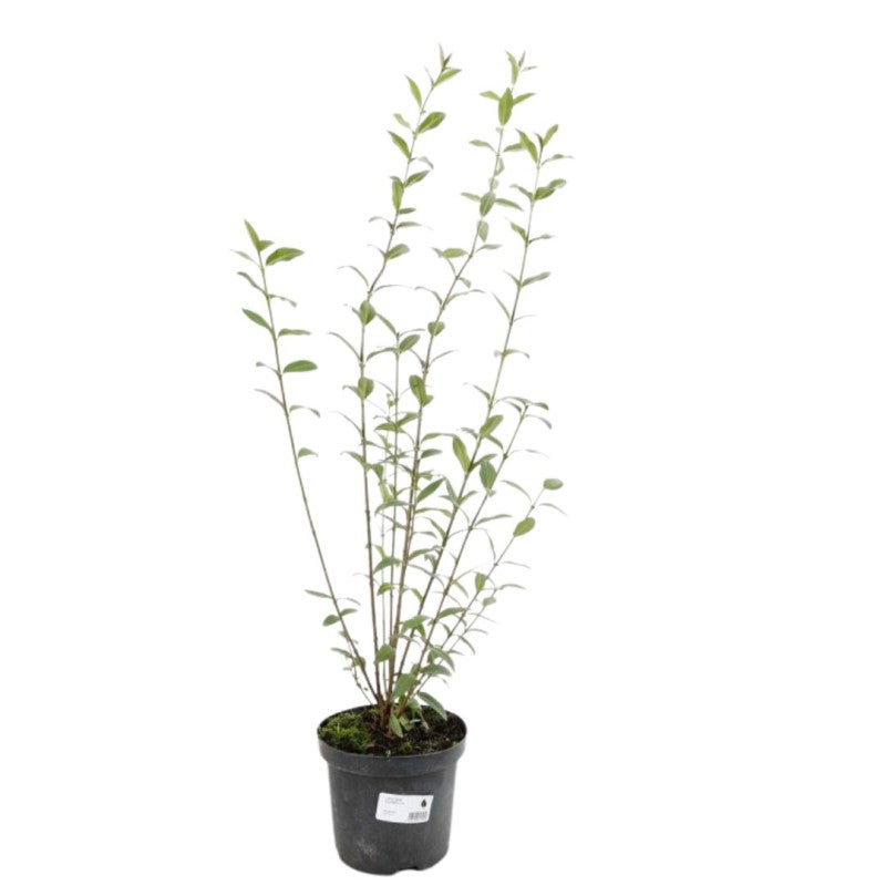 Troène commun - Ligustrum vulgare en Pot 5L 100/120cm - 3