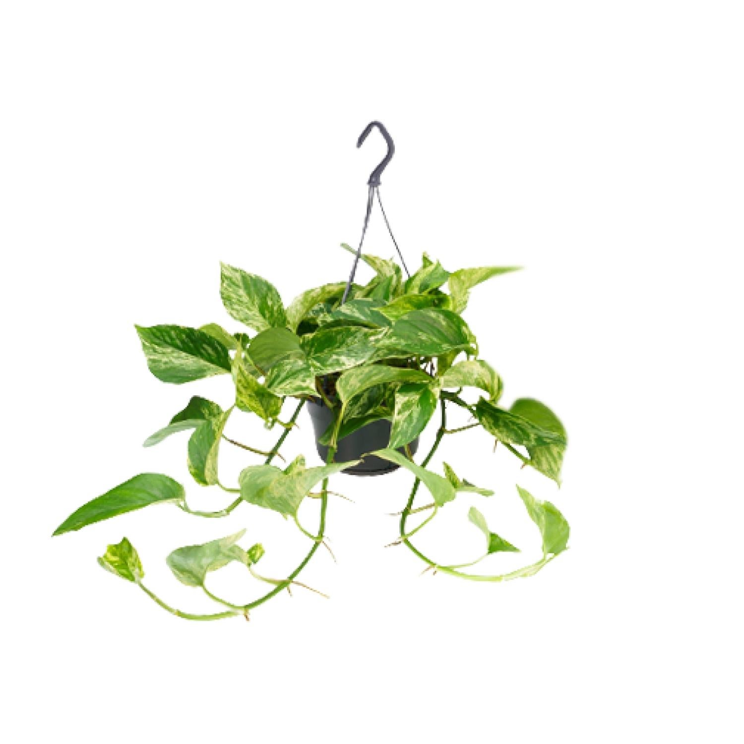 Epipremnum Marble Queen - Scindapsus o marmurkowych liściach - Doniczka Ø15 cm - Wysokość 25 cm