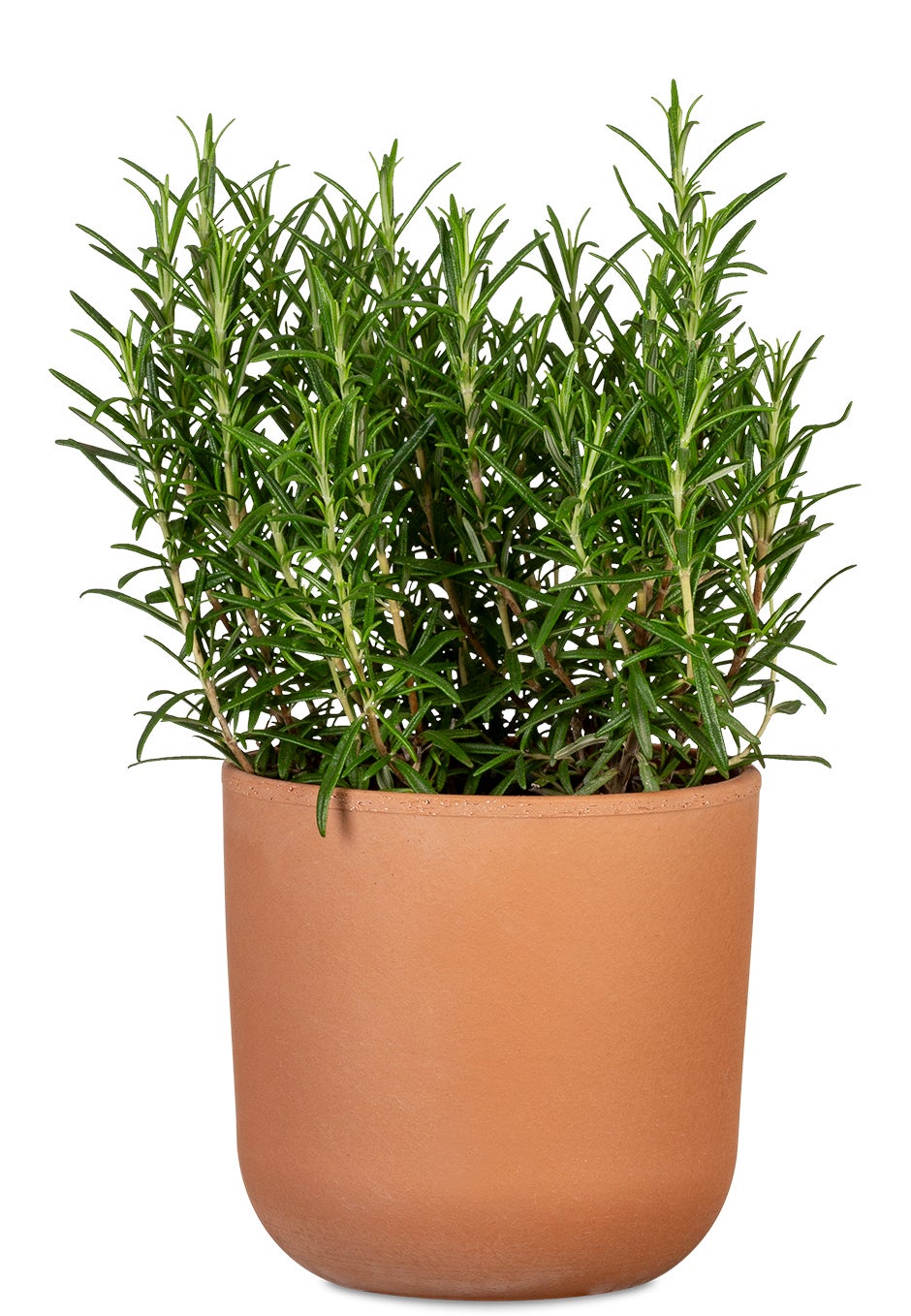 SCHEURICH Cache-pot En Céramique, 5,5 Po, Rouge 42410