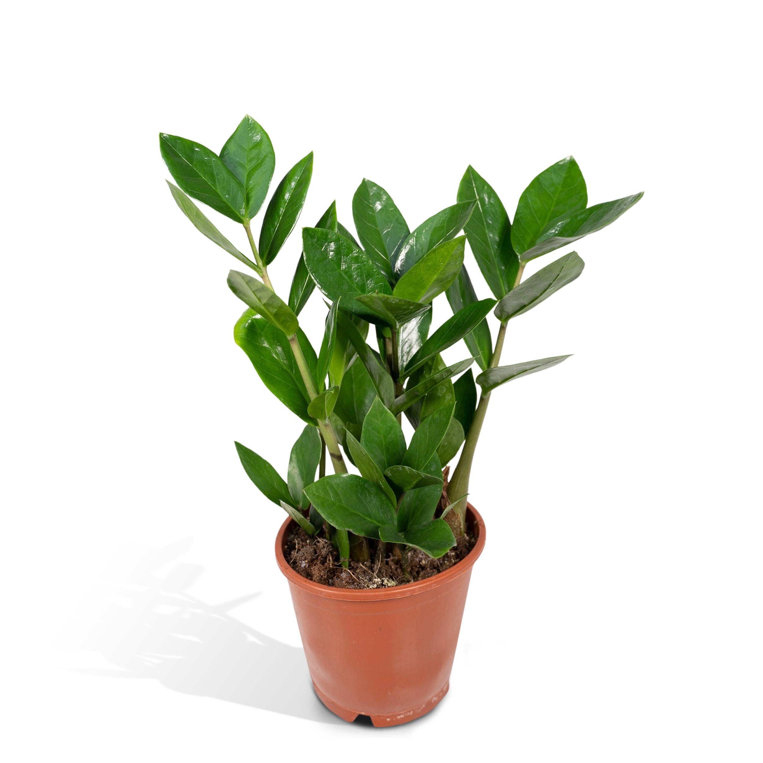 Zamioculas 12 cm - Elegancka roślina doniczkowa o błyszczących liściach