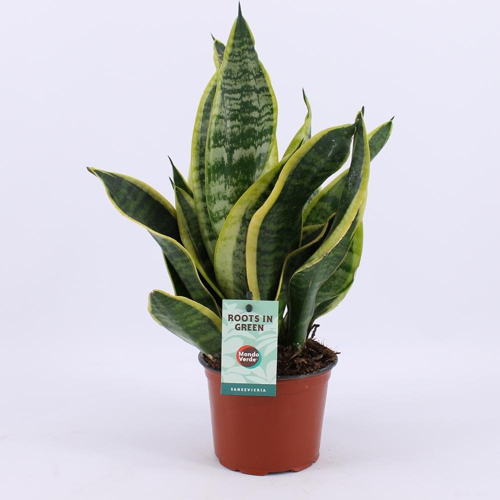 Sansevieria Futura Superba Roślina doniczkowa - Ø12cm - Wysokość 35cm