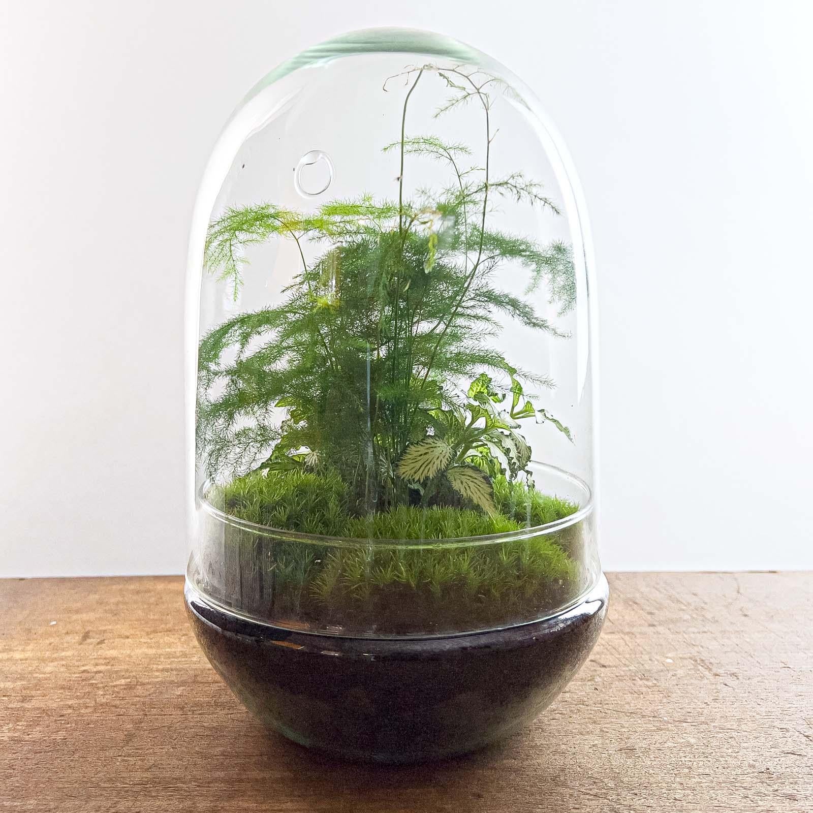 Terrário DIY Egg XL - 30 cm - Mini-Ecossistema Autônomo - 6