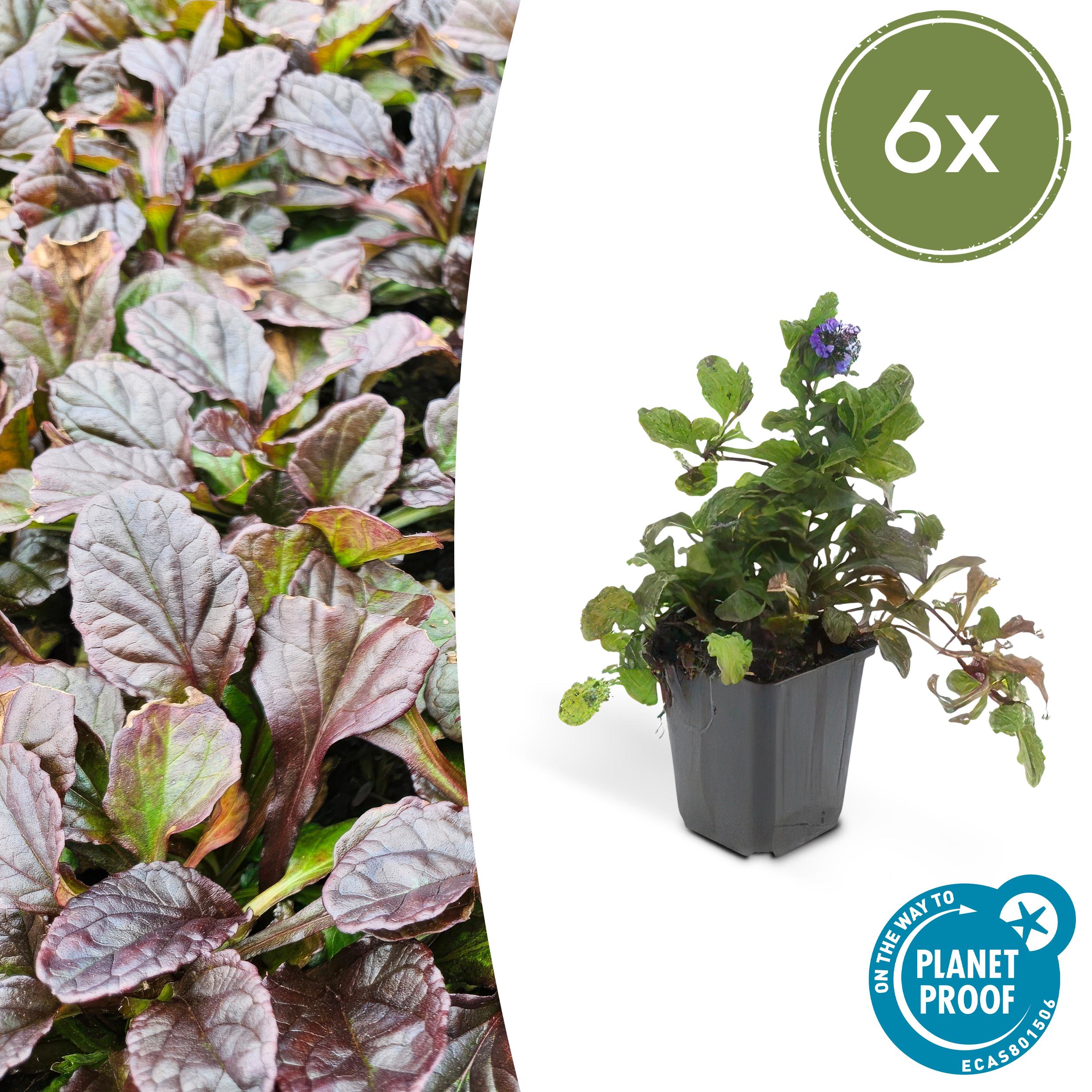 6x Ajuga reptans Ø9cm - Wysokość 10-25cm - Roślina okrywowa na cień, z niebieskimi kwiatami i dekoracyjnym ulistnieniem