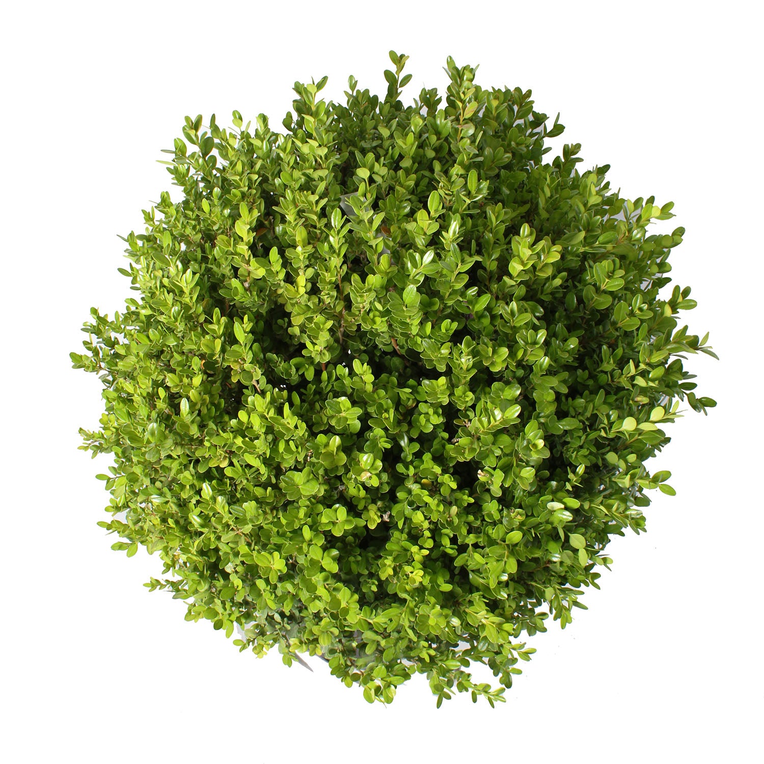 KENTIS - Buis Ornemental en Boule - Buxus Microphylla Faulkner - Plantes d'Extérieur Véritables - H 40/50 cm Sphère Ø 30/35 cm Pot Ø 24 cm - 2