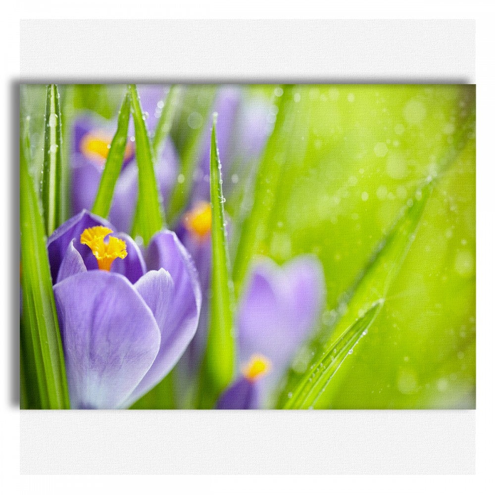 Flores del croco spring - cuadro en lienzo sobre bastidor de madera 140x100 cm