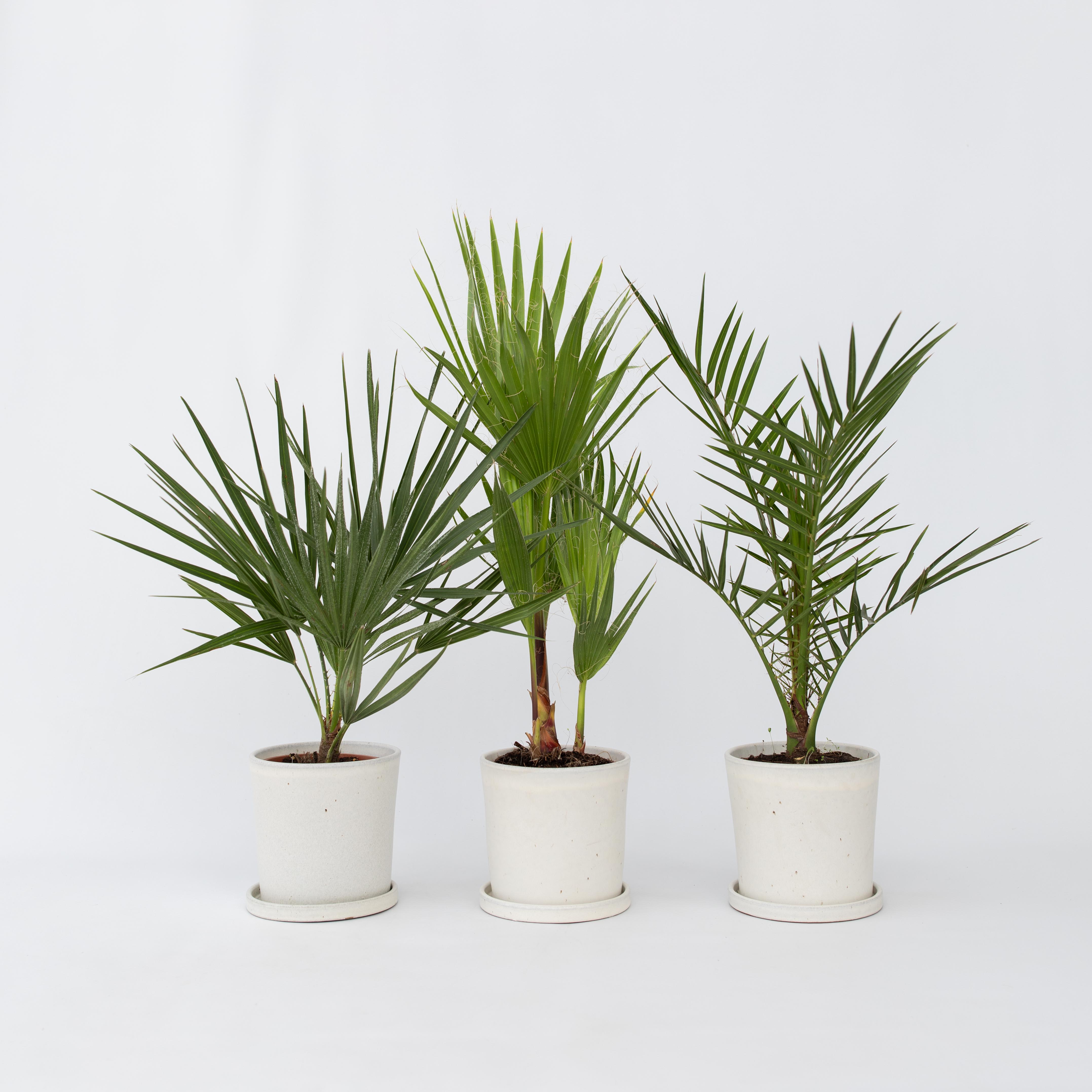 Mélange de palmiers d'extérieur - Set de 3 - Hauteur 50-70cm - ⌀15cm - 6