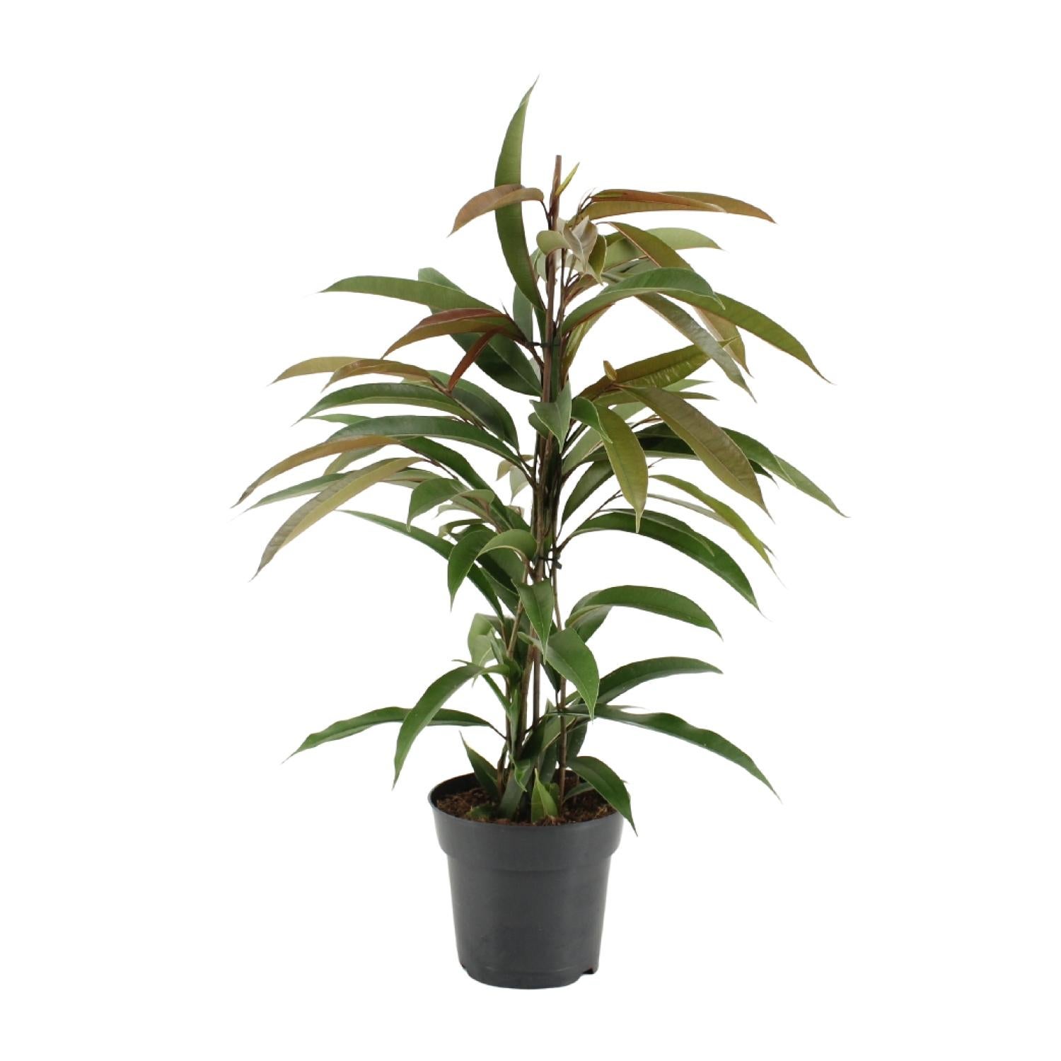 Ficus Binnendijkii Amstel King 17 cm - Roślina doniczkowa 70 cm - Ficus dekoracyjny