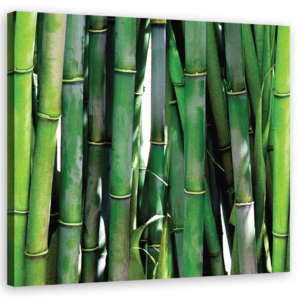 Obraz na płótnie, Zielone bambusy do biura 60x60