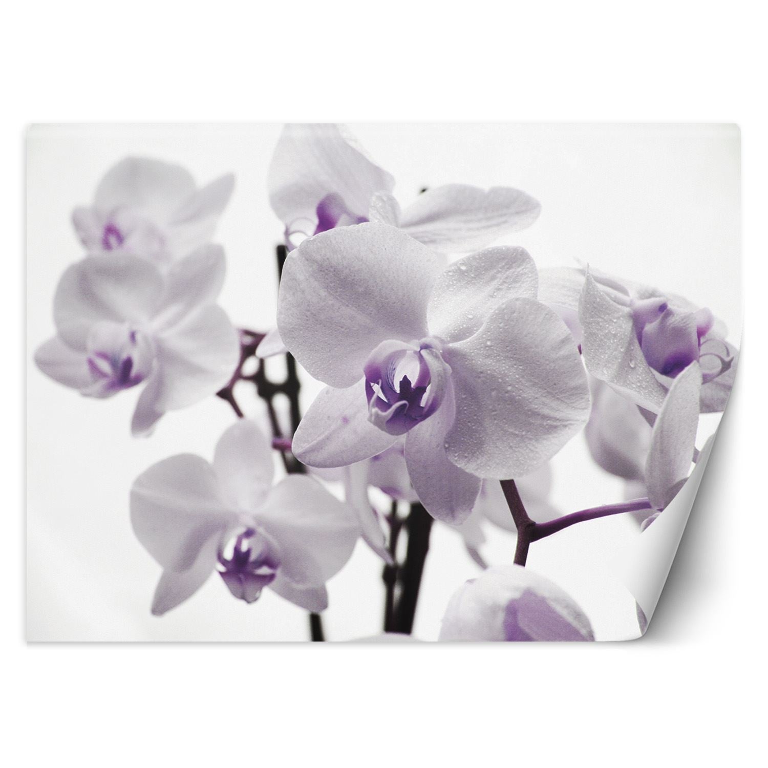 Fototapeta, Kwitnąca orchidea 400x280