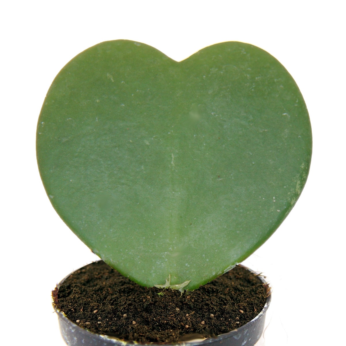 Hoya kerii - plante de coeur, plante de coeur ou petite chérie - en pot de 6cm - 2