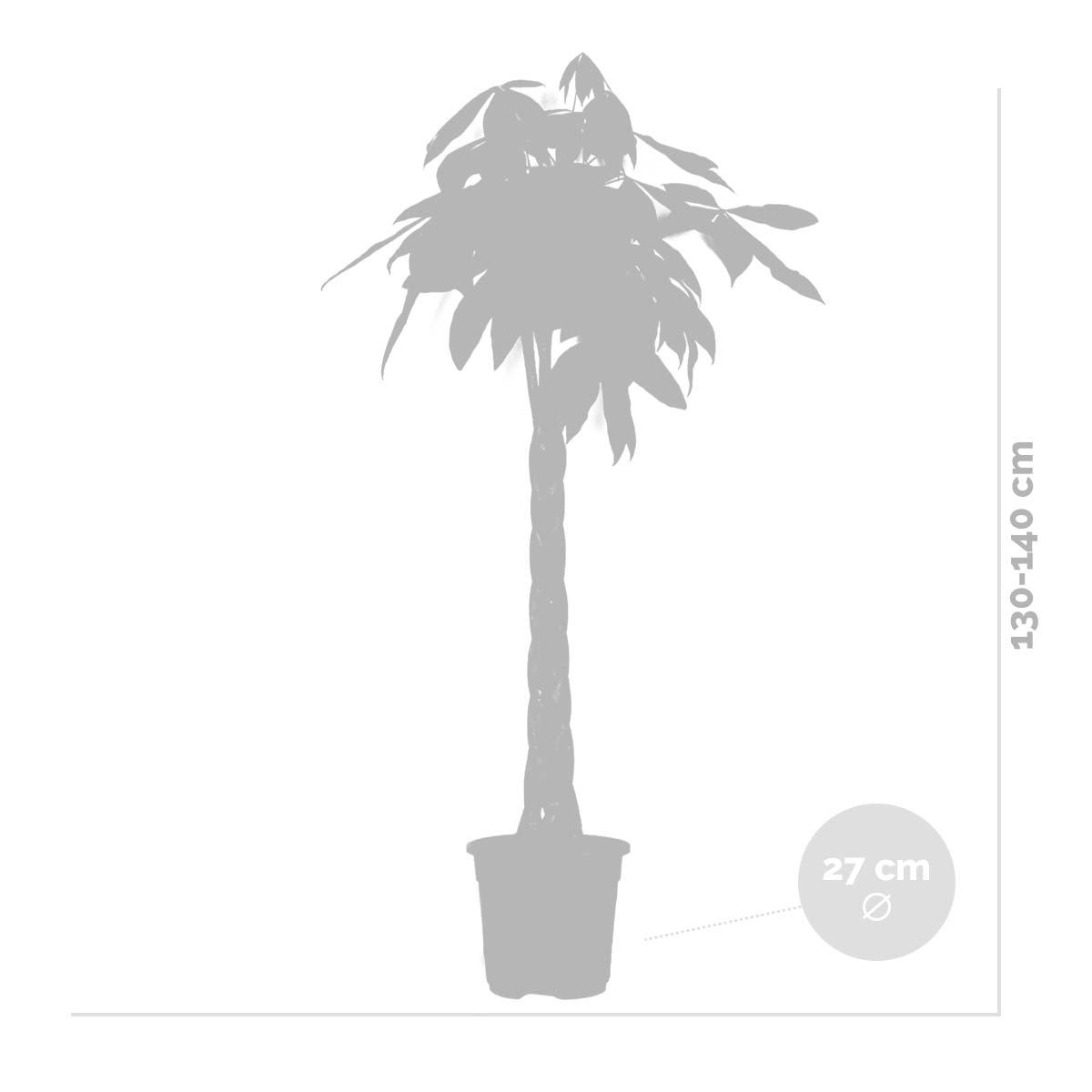 Pachira Aquatica - Arbre à argent - Cacao d’eau - 120-140 cm de haut - Pot 27 cm - 5