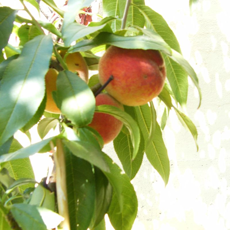 Pêcher nain 'Peach Me Red ® Pampana (Prunus persica 'Peach Me Red' ® Pampana) - Conteneur 2L - Pépinières Naudet - 2
