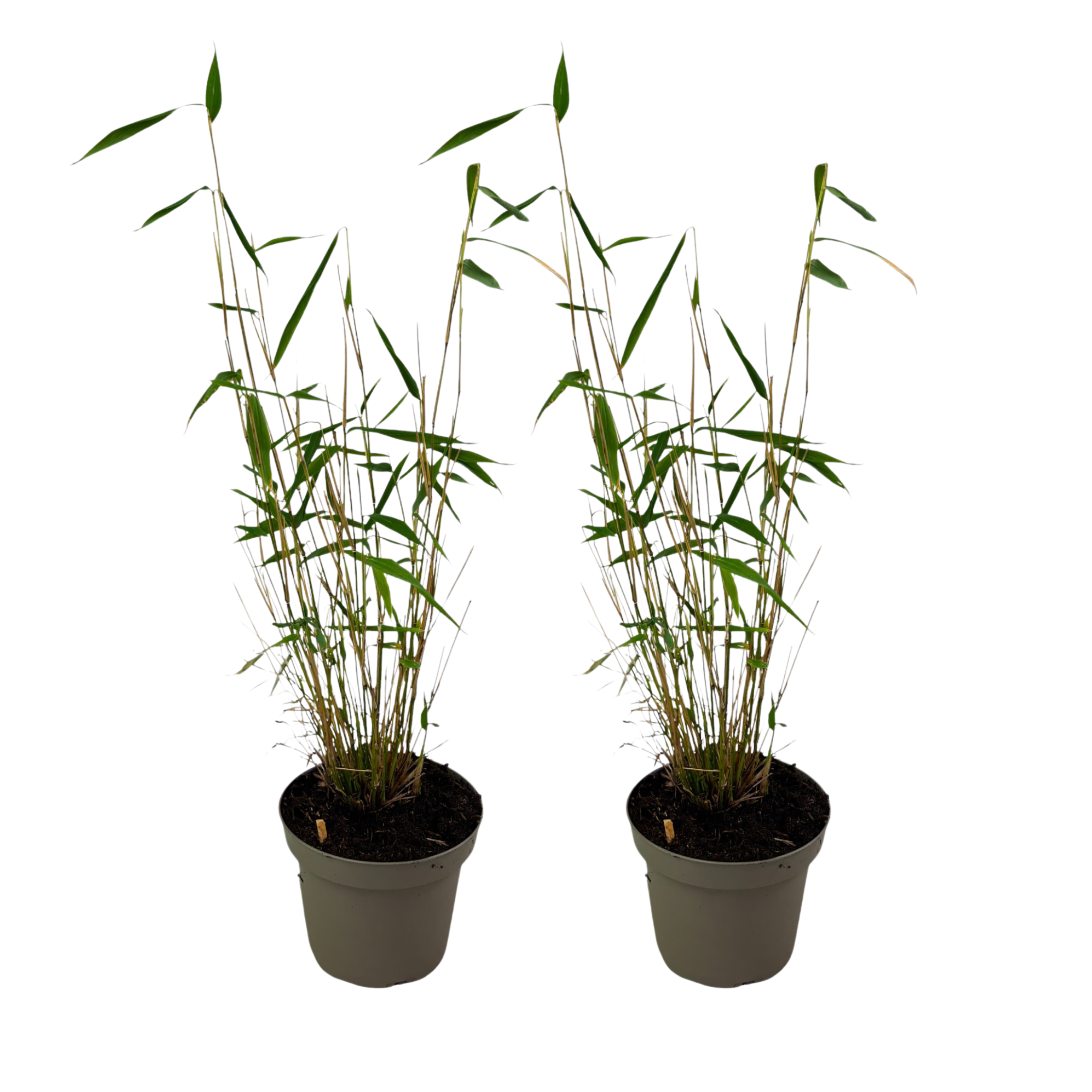 Set De 6 Bambous Non-traçants Fargesia 'Black Dragon' | Hauteur 25-40 Cm | Résistant Au Froid | Pour Haie Ou Pot