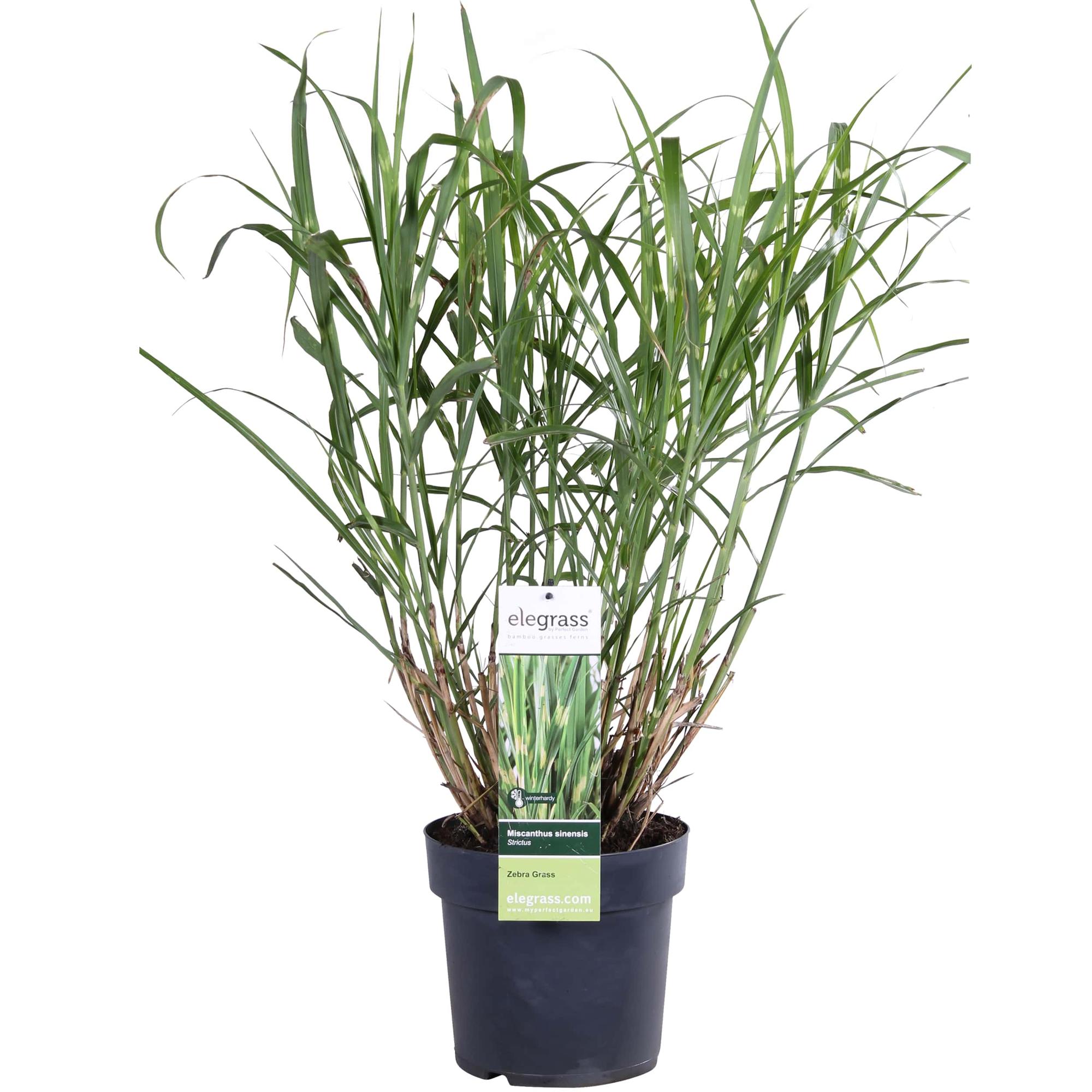Miscanthus sinensis Strictus - Roślina ozdobna okrywowa - Ø23cm - ↕60cm - Ø19 - ↨50cm – MOSELOTA Green