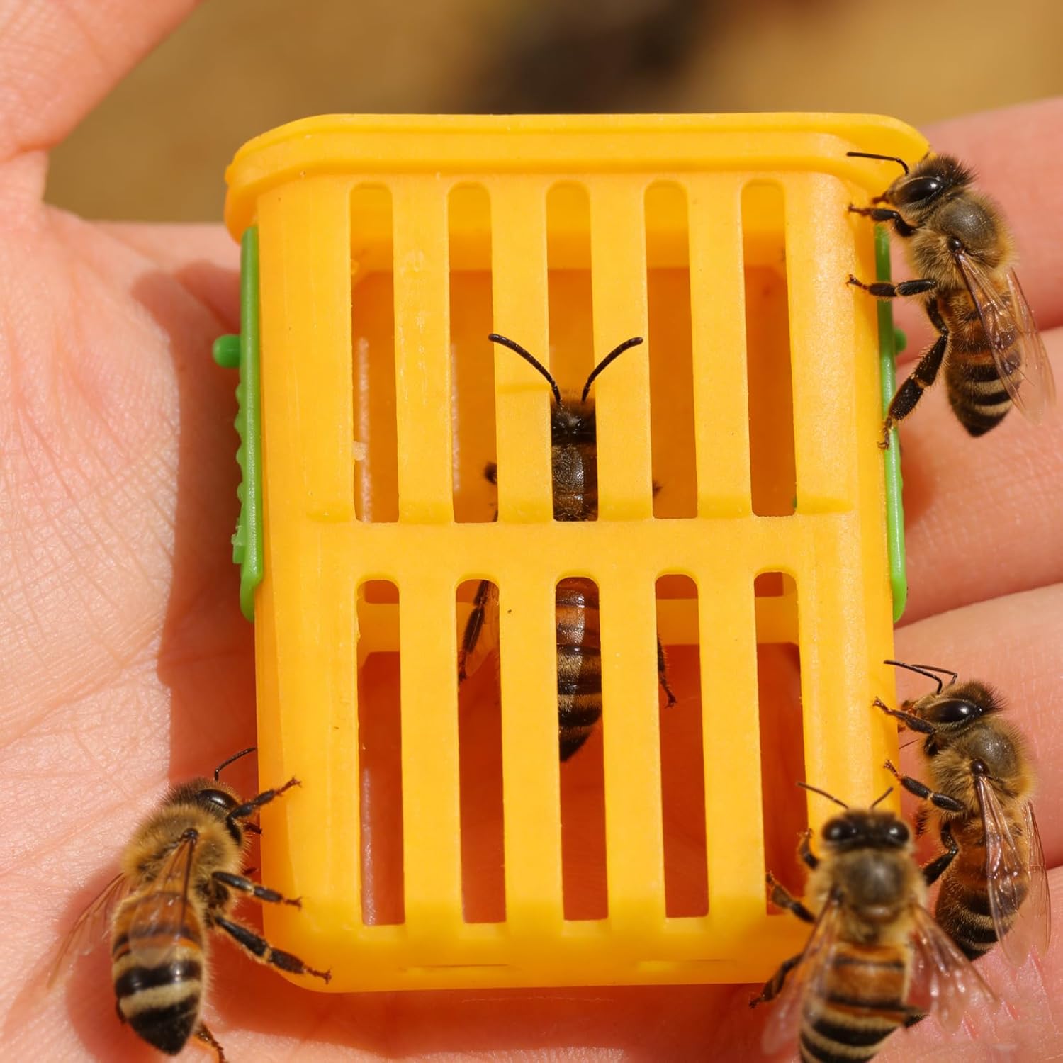 50 Cages en Plastique pour Élevage et Transport de Reines D'abeilles Ventilation Innovante, Boîte à Reines Légère et Portable pour Apiculture, Outil E - 3