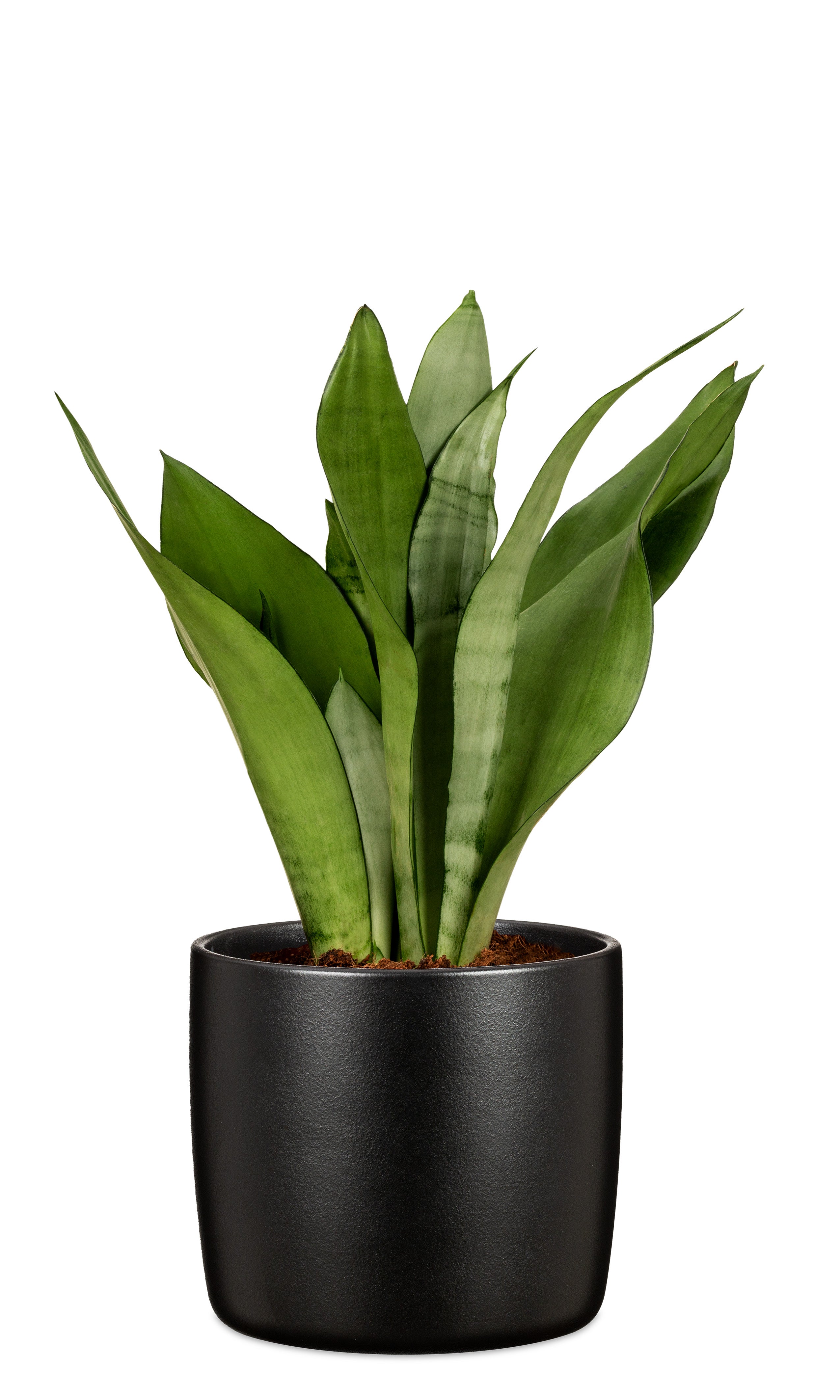 Scheurich Solido, Pot de fleurs en céramique, couleur: Ebano, 28 cm de diamètre, 25.3 cm de haut, 12.9 l vol. - 4