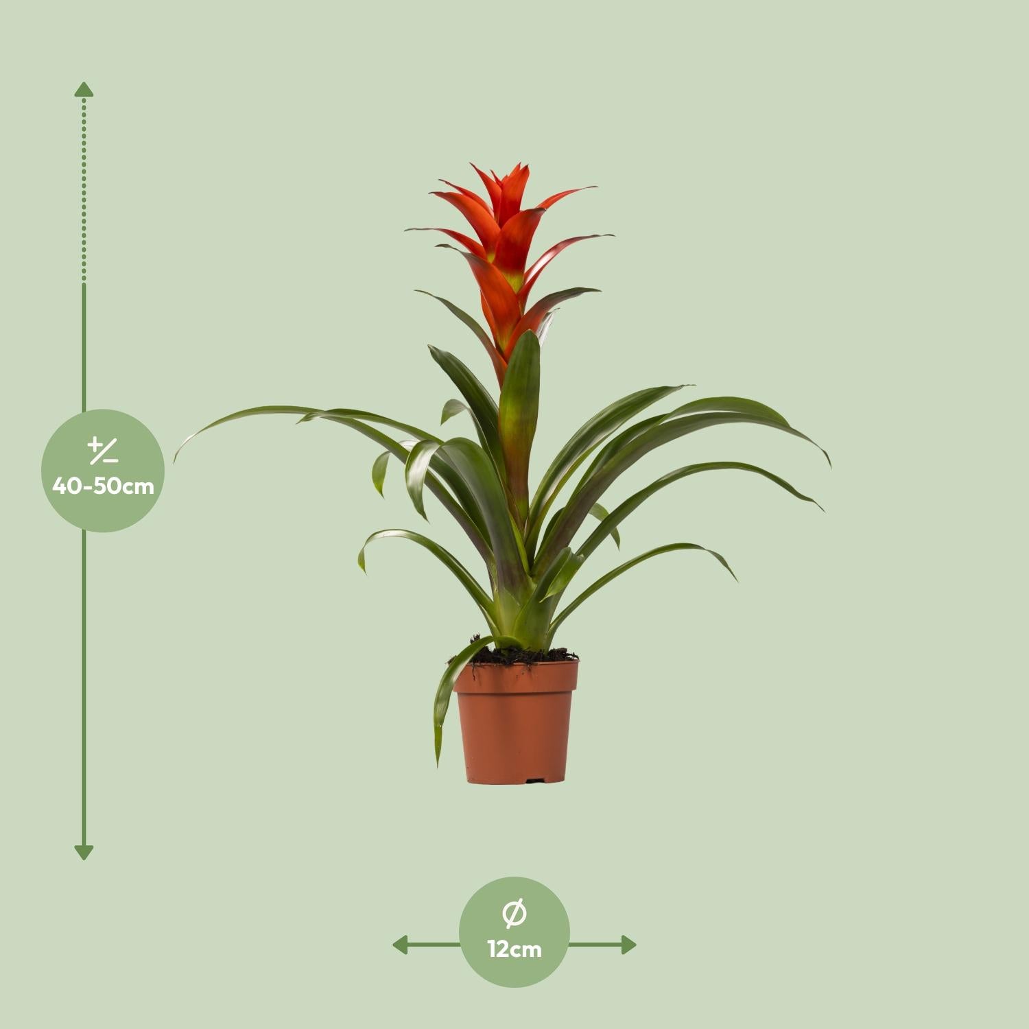 Guzmania Ostara - Pianta tropicale da interno Ø12cm ↕45cm con fogliame vivace - 3