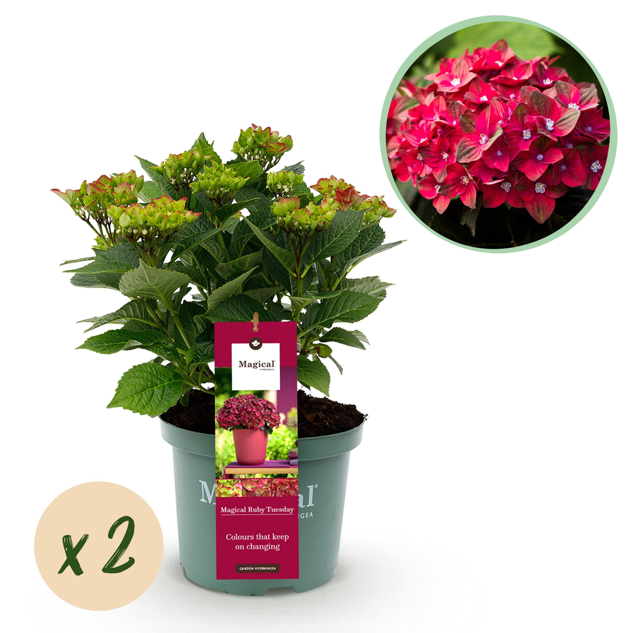 Green boutiQ Hortensja Hydrangea Ruby Tuesday &amp; Saphire – 2 rośliny – Doniczka 23 cm – 55 cm
