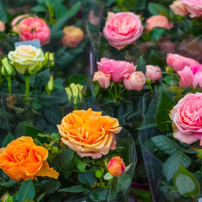 Lot de 3 - Rosiers Nains - Rouge, Jaune, Rose - H. 20-30 cm - P. 12 cm - 3