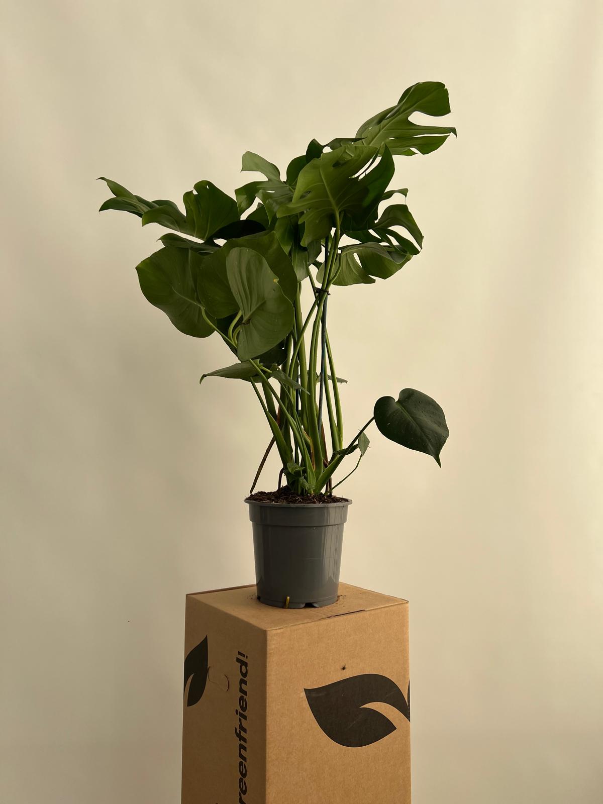 Costilla de Adán - Monstera Deliciosa Planta Natural M20 Altura 65-80cm en Maceta de 20cm de diámetro - 3