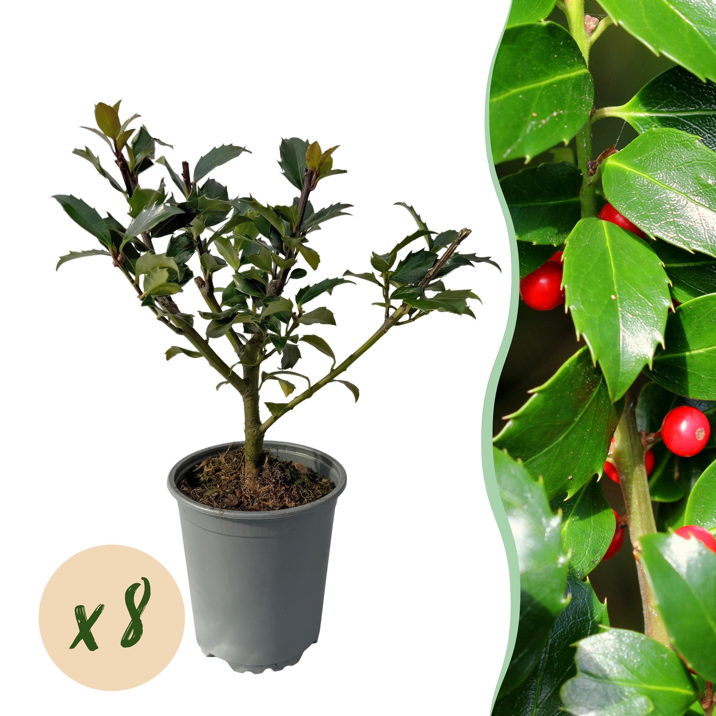 Green boutiQ – Rośliny na żywopłot – Ilex Blue Maid – Zielone liście – 8 roślin – 1 metr – Doniczka 9 cm wys25-30 cm