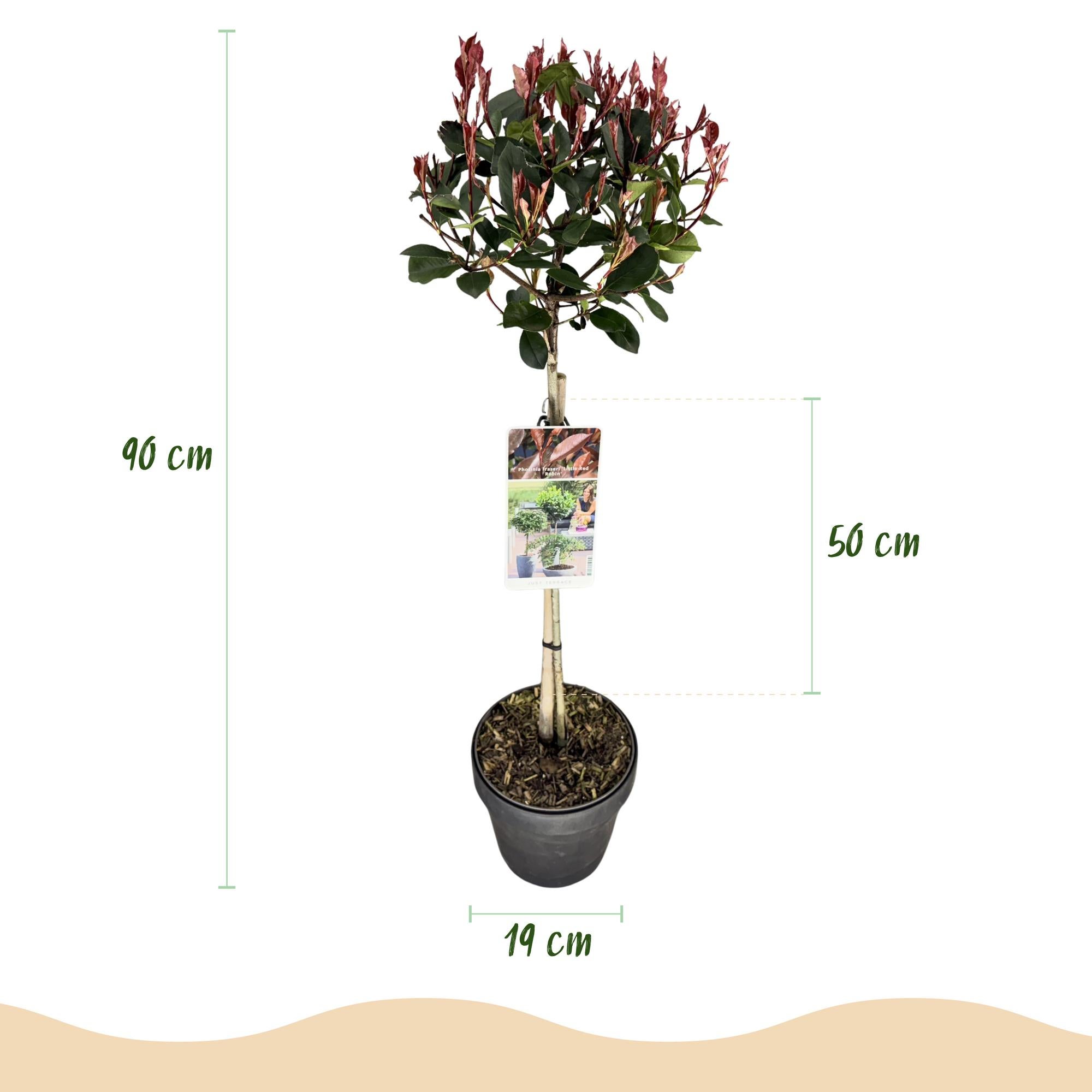 Pianta a stelo Photinia fraseri Little Red Robin fogliame verde-rosso persistente vaso 19cm altezza 90cm– ComfortXL Green - 3