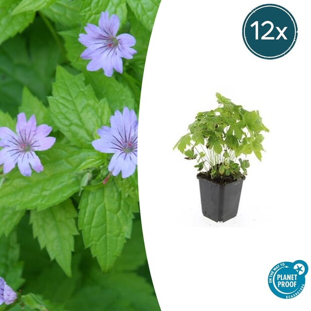 12x Geranio nodoso - Pianta perenne resistente con fiori viola e foglie autunnali, 10-25cm, vaso Ø9cm