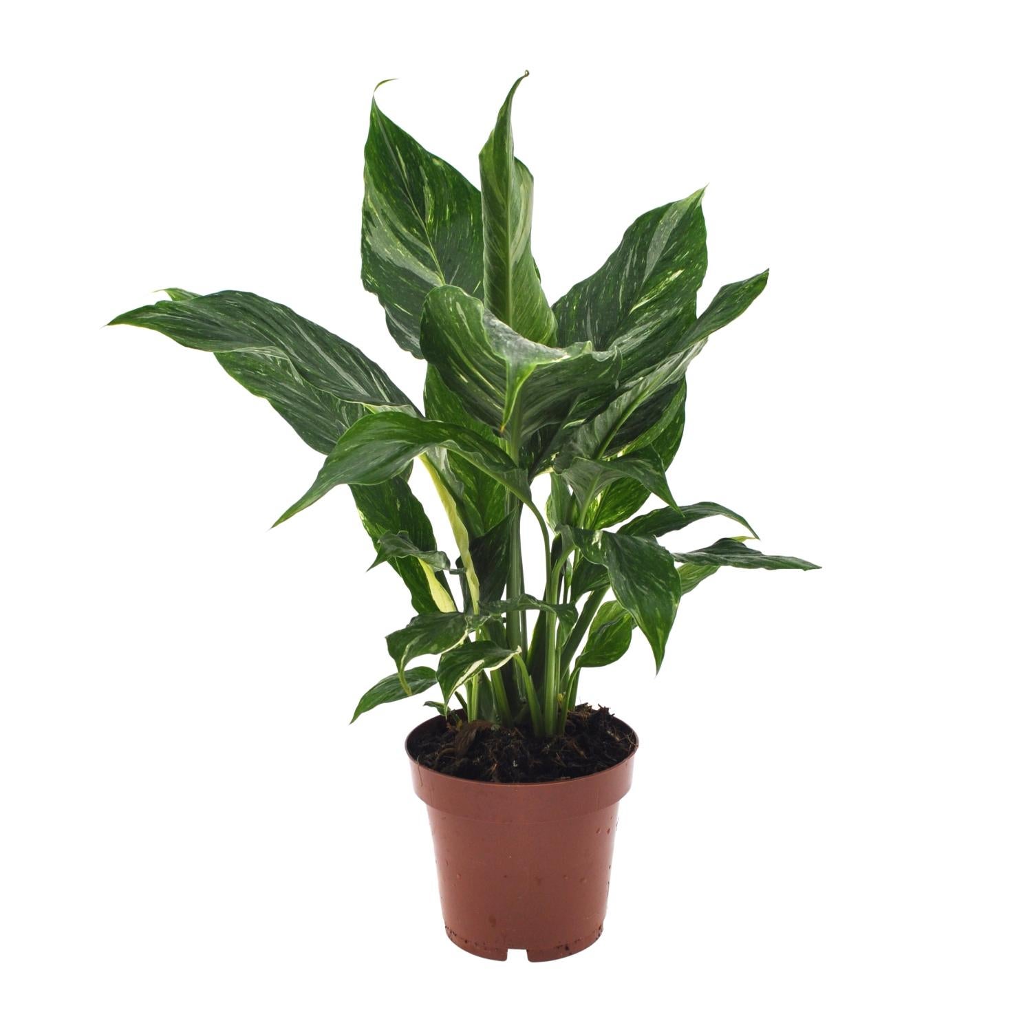 Spathiphyllum Diamond - Roślina Doniczkowa Ø12cm - Wysokość 40cm
