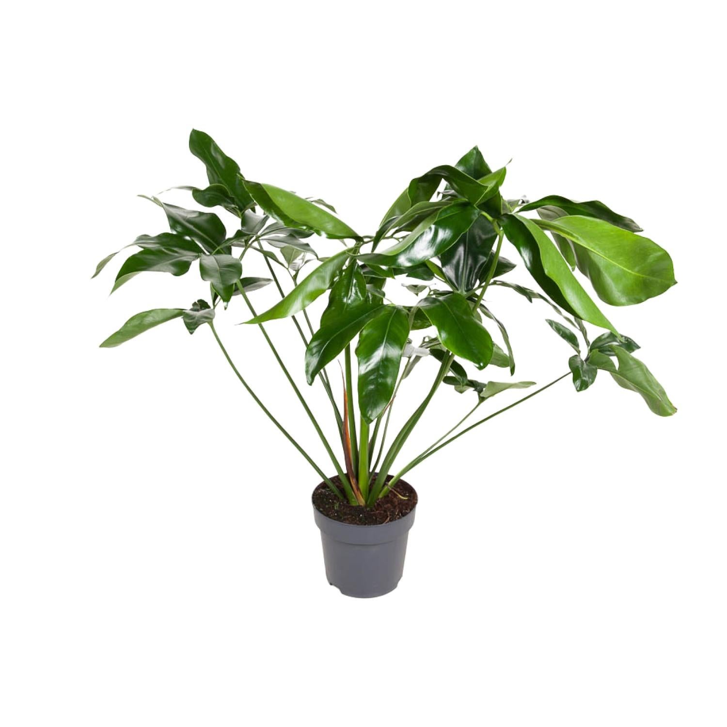 Philodendron Green Wonder roślina doniczkowa Ø24cm wysokość 100cm liście zielone błyszczące łatwa pielęgnacja