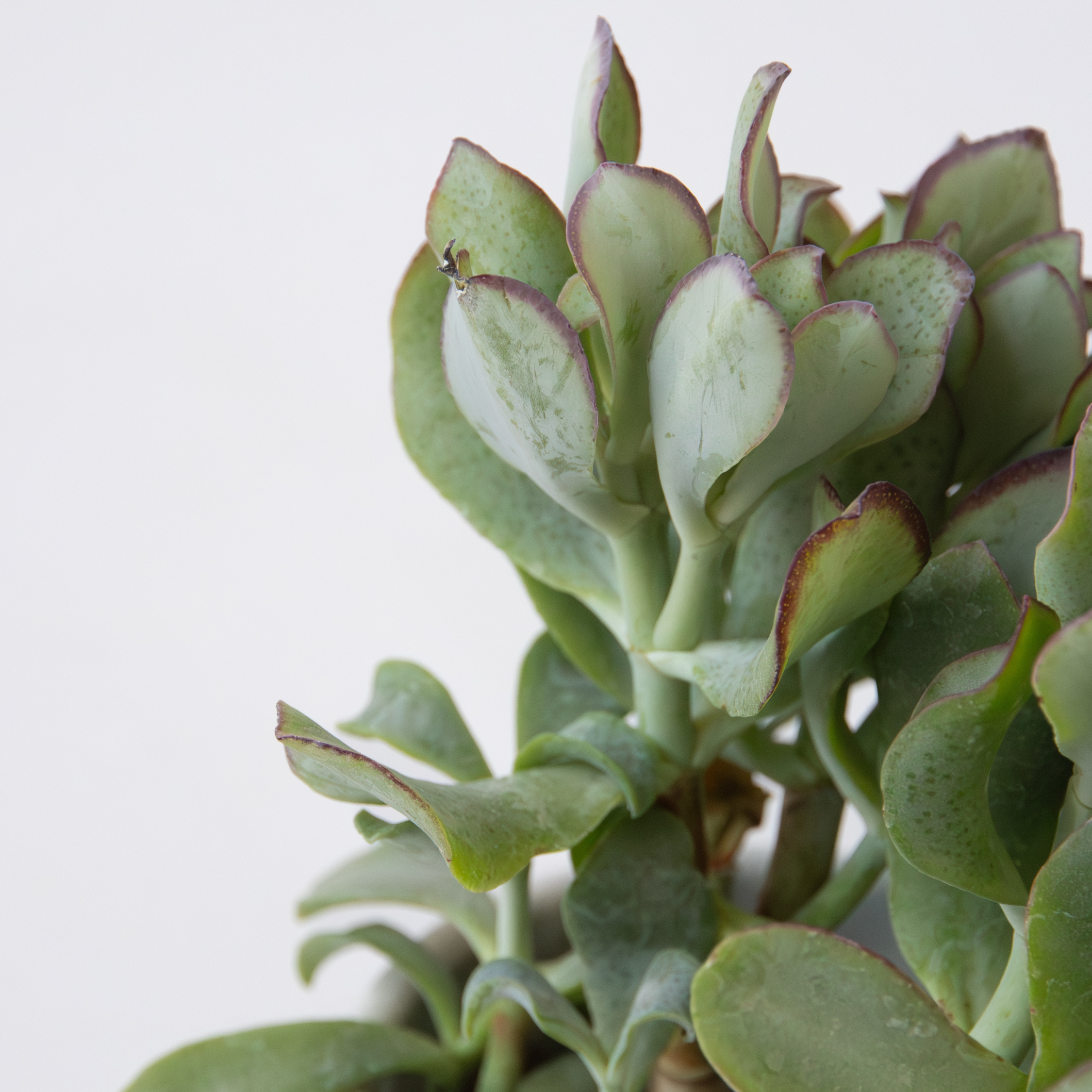 Pianta di giada - 2 pz - Crassula arborescens 'Curly' - Vaso 12 cm - 3