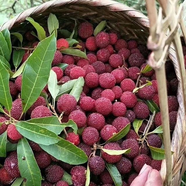 Nasiona Yarbutus (ok. 30 nasion), nasiona drzew owocowych, idealne do sadów i ogrodów.