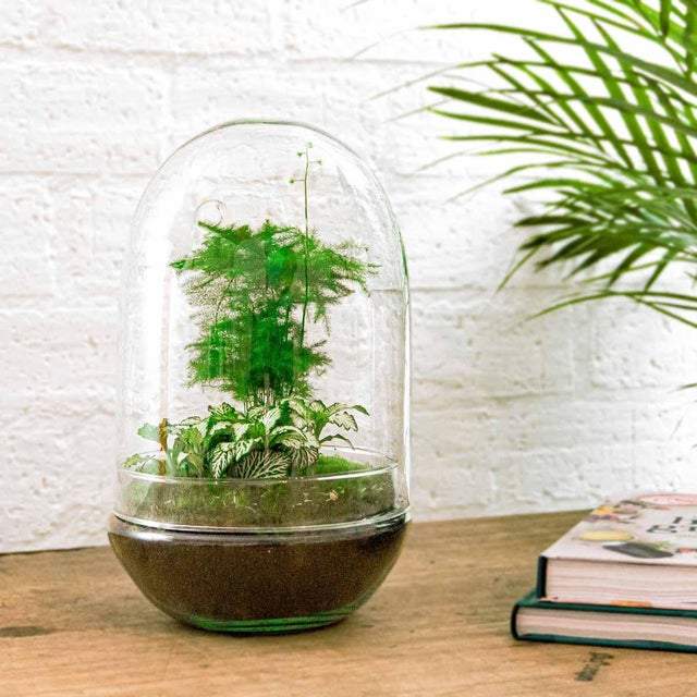 Terrário DIY Egg XL - 30 cm - Mini-Ecossistema Autônomo