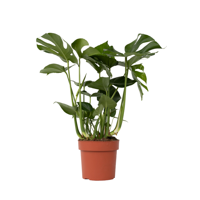 Philodendron pertusum - Monstera deliciosa - Altezza 70-80cm - ⌀21cm