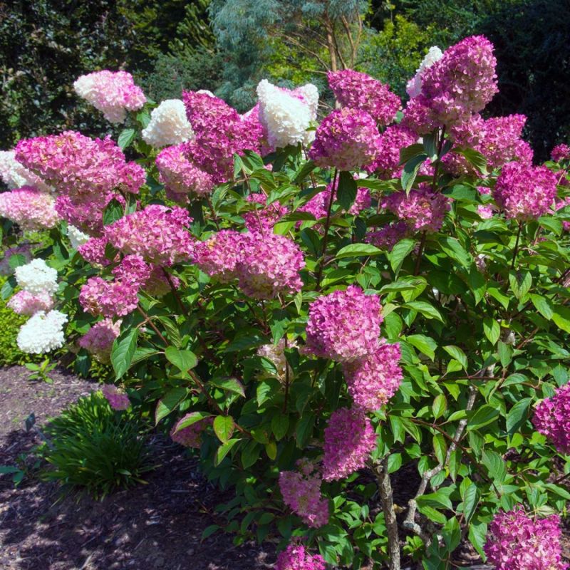 Hortensia Paniculé 'Vanille Fraise' (Hydrangea Paniculata 'Vanille Fraise') - Godet - Taille 13/25cm - Pépinières Naudet - 2
